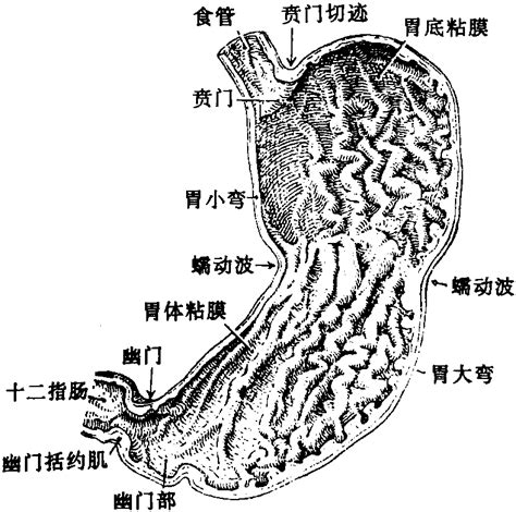 胃 位置|胃的位置、形态、结构及功能